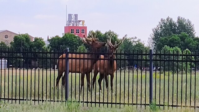 Elk via Facebook